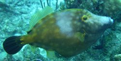 This White Spotted Filefish was a surprise. My first enco... by Lora Tucker 